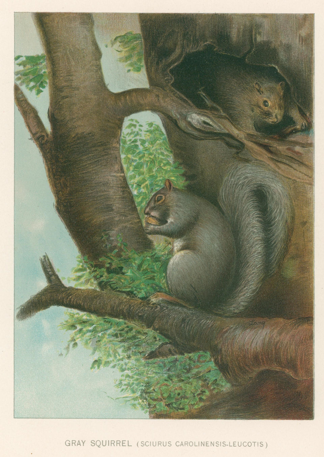 Lang, Charles “Grey Squirrel”