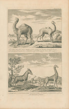 Load image into Gallery viewer, Unattributed &quot;The Camel ... The Dromedary ... The Wild Ass or ... Zebra ... The Giraffe or Camelopardus. The Manticora of Ctesius&quot;
