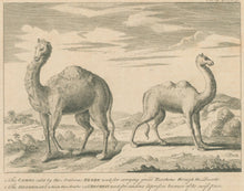 Load image into Gallery viewer, Unattributed &quot;The Camel ... The Dromedary ... The Wild Ass or ... Zebra ... The Giraffe or Camelopardus. The Manticora of Ctesius&quot;
