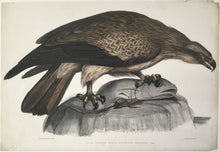 Load image into Gallery viewer, Hawkins, Benjamin Waterhouse &quot;Plain Fishing Eagle. Haliætus Unicolor&quot; From &quot;Illustrations of Indian Zoology&quot;
