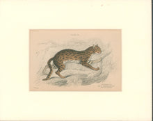 Load image into Gallery viewer, Jardine, William. Pl. 20 [The Bengal Cat]
