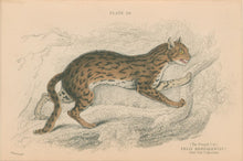 Load image into Gallery viewer, Jardine, William. Pl. 20 [The Bengal Cat]

