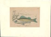 Load image into Gallery viewer, Jardine, William. Pl. 26. [The Ruffle]
