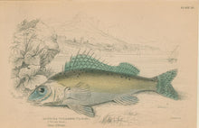 Load image into Gallery viewer, Jardine, William. Pl. 26. [The Ruffle]
