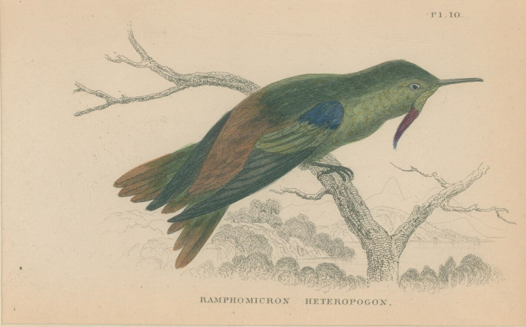 Jardine, William. Pl. 10. 