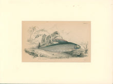 Load image into Gallery viewer, Jardine, William. Pl. 11. &quot;Back&#39;s Grayling&quot;
