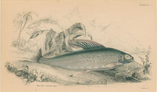 Load image into Gallery viewer, Jardine, William. Pl. 11. &quot;Back&#39;s Grayling&quot;

