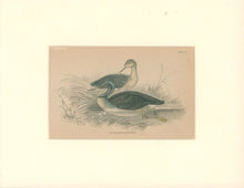 Load image into Gallery viewer, Jardine, William. Pl. 12. &quot;The Red-Throated Diver&quot;

