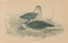 Load image into Gallery viewer, Jardine, William. Pl. 12. &quot;The Red-Throated Diver&quot;

