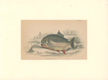 Load image into Gallery viewer, Jardine, William. Pl. 16. &quot;Serrasalmo Piranha&quot;
