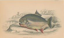 Load image into Gallery viewer, Jardine, William. Pl. 16. &quot;Serrasalmo Piranha&quot;
