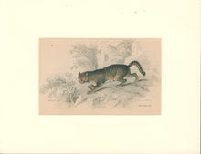 Load image into Gallery viewer, Jardine, William. Pl. 17. &quot;The Wild Cat&quot;
