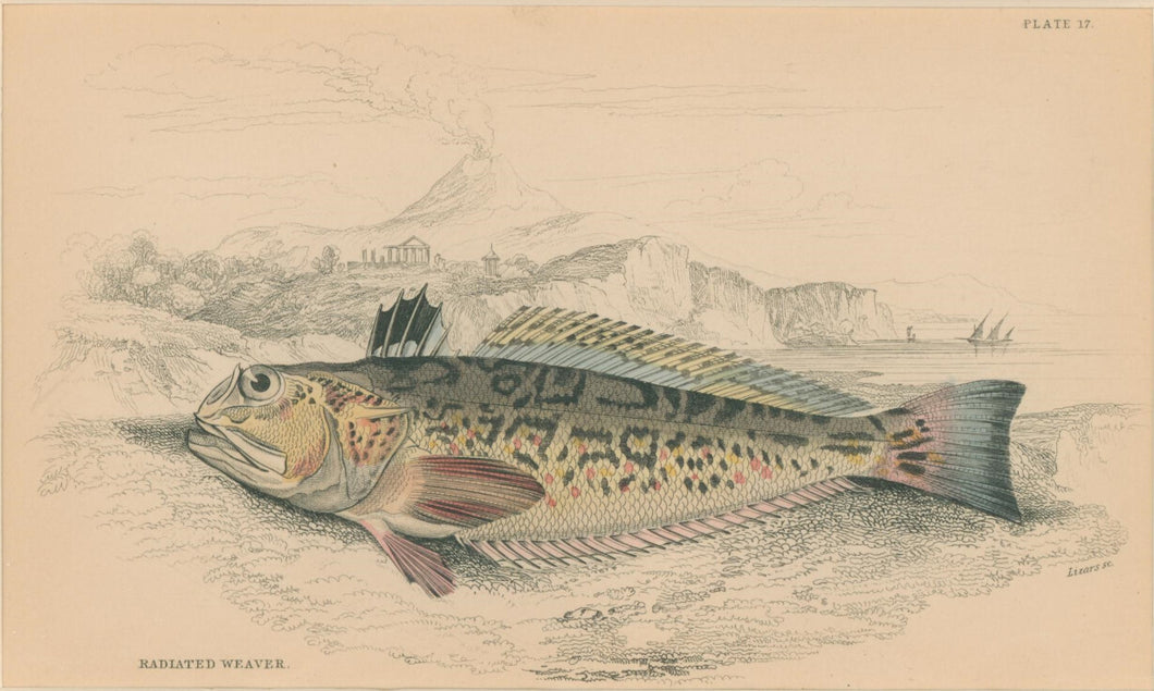 Jardine, William. Pl. 17. 