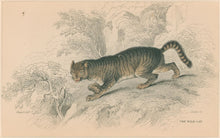 Load image into Gallery viewer, Jardine, William. Pl. 17. &quot;The Wild Cat&quot;
