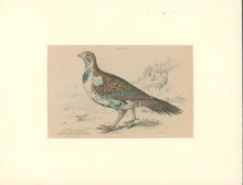 Load image into Gallery viewer, Jardine, William. Pl. 17. [The Cock of the Plains]
