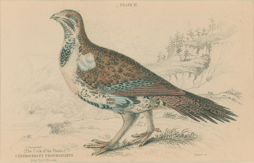 Jardine, William. Pl. 17. [The Cock of the Plains]