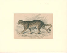 Load image into Gallery viewer, Jardine, William. Pl. 18. [Sumatran Cat]
