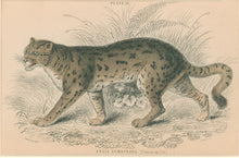 Load image into Gallery viewer, Jardine, William. Pl. 18. [Sumatran Cat]
