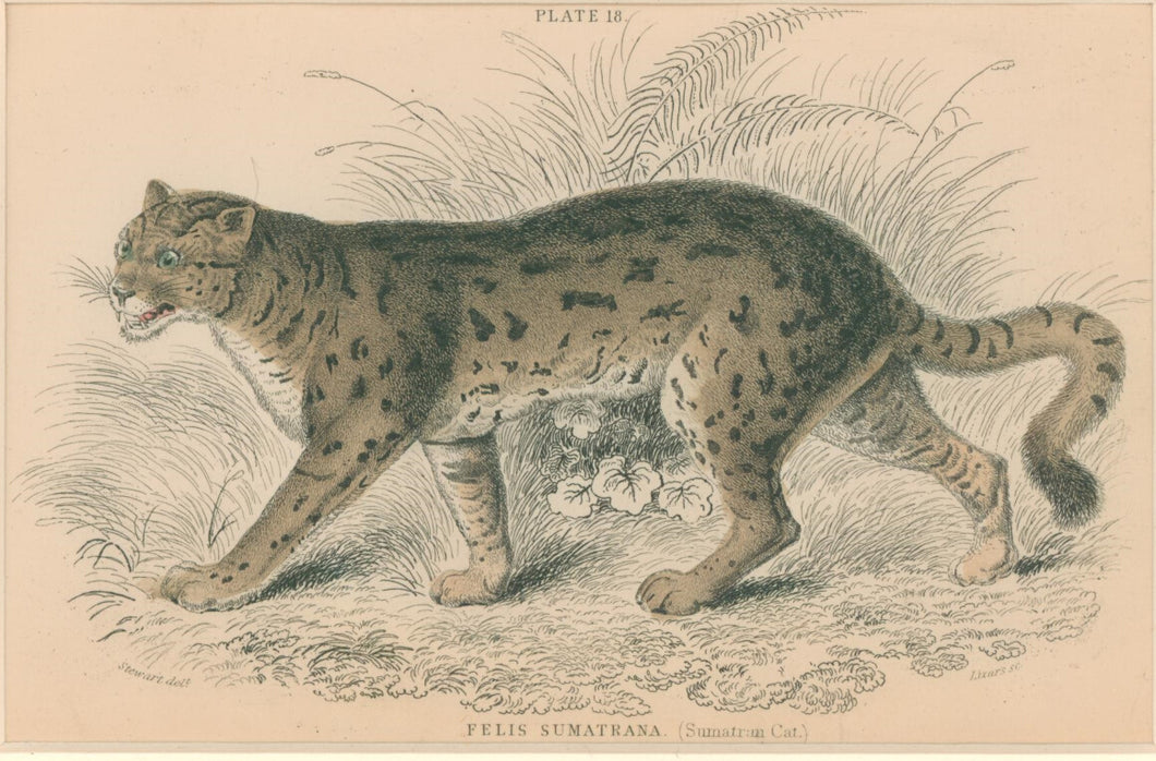 Jardine, William. Pl. 18. [Sumatran Cat]