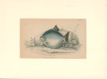 Load image into Gallery viewer, Jardine, William. Pl. 19. &quot;Serrasalmo Emarginatus&quot;
