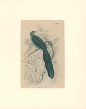 Load image into Gallery viewer, Jardine, William. Pl. 19. &quot;Yellow-Billed Coucal&quot;
