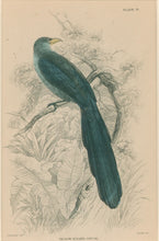 Load image into Gallery viewer, Jardine, William. Pl. 19. &quot;Yellow-Billed Coucal&quot;
