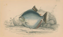 Load image into Gallery viewer, Jardine, William. Pl. 19. &quot;Serrasalmo Emarginatus&quot;
