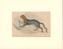 Load image into Gallery viewer, Jardine, William. Pl. 21. [Diard&#39;s Cat]
