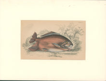 Load image into Gallery viewer, Jardine, William. Pl. 21. &quot;Myletes Pacu&quot;
