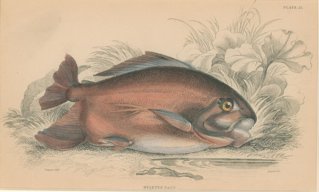 Jardine, William. Pl. 21. 