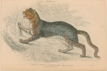 Load image into Gallery viewer, Jardine, William. Pl. 21. [Diard&#39;s Cat]
