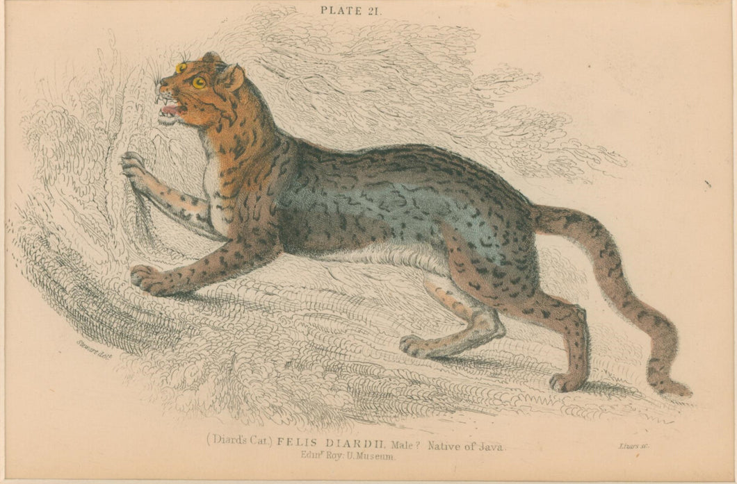 Jardine, William. Pl. 21. [Diard's Cat]