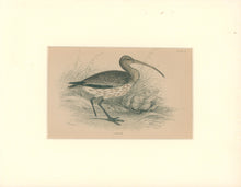 Load image into Gallery viewer, Jardine, William. Pl. 22. &quot;Curlew&quot;
