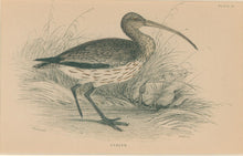 Load image into Gallery viewer, Jardine, William. Pl. 22. &quot;Curlew&quot;
