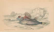 Load image into Gallery viewer, Jardine, William. Pl. 22. &quot;Four-Horned Aspidophorus&quot;
