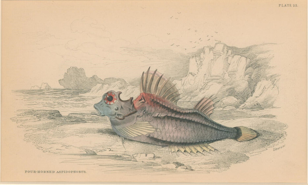 Jardine, William. Pl. 22. 