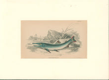 Load image into Gallery viewer, Jardine, William. Pl. 23. &quot;Xiphostoma Ocellatum&quot;
