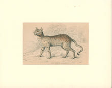 Load image into Gallery viewer, Jardine, William. Pl. 25. [Servaline Cat]
