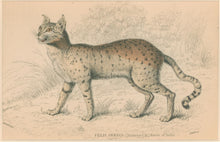 Load image into Gallery viewer, Jardine, William. Pl. 25. [Servaline Cat]
