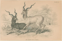 Load image into Gallery viewer, Jardine, William. Pl. 25. &quot;The Addax&quot;
