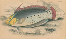 Load image into Gallery viewer, Jardine, William. Pl. 25. &quot;Painted Labrus&quot;
