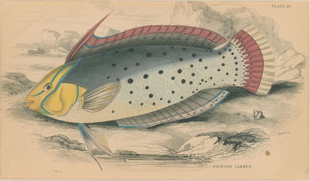 Jardine, William. Pl. 25. 