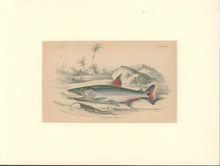 Load image into Gallery viewer, Jardine, William. Pl. 25. &quot;Hydrocyon? Armatus&quot;
