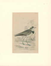 Load image into Gallery viewer, Jardine, William. Pl. 25. &quot;Black Zoned Plover&quot;
