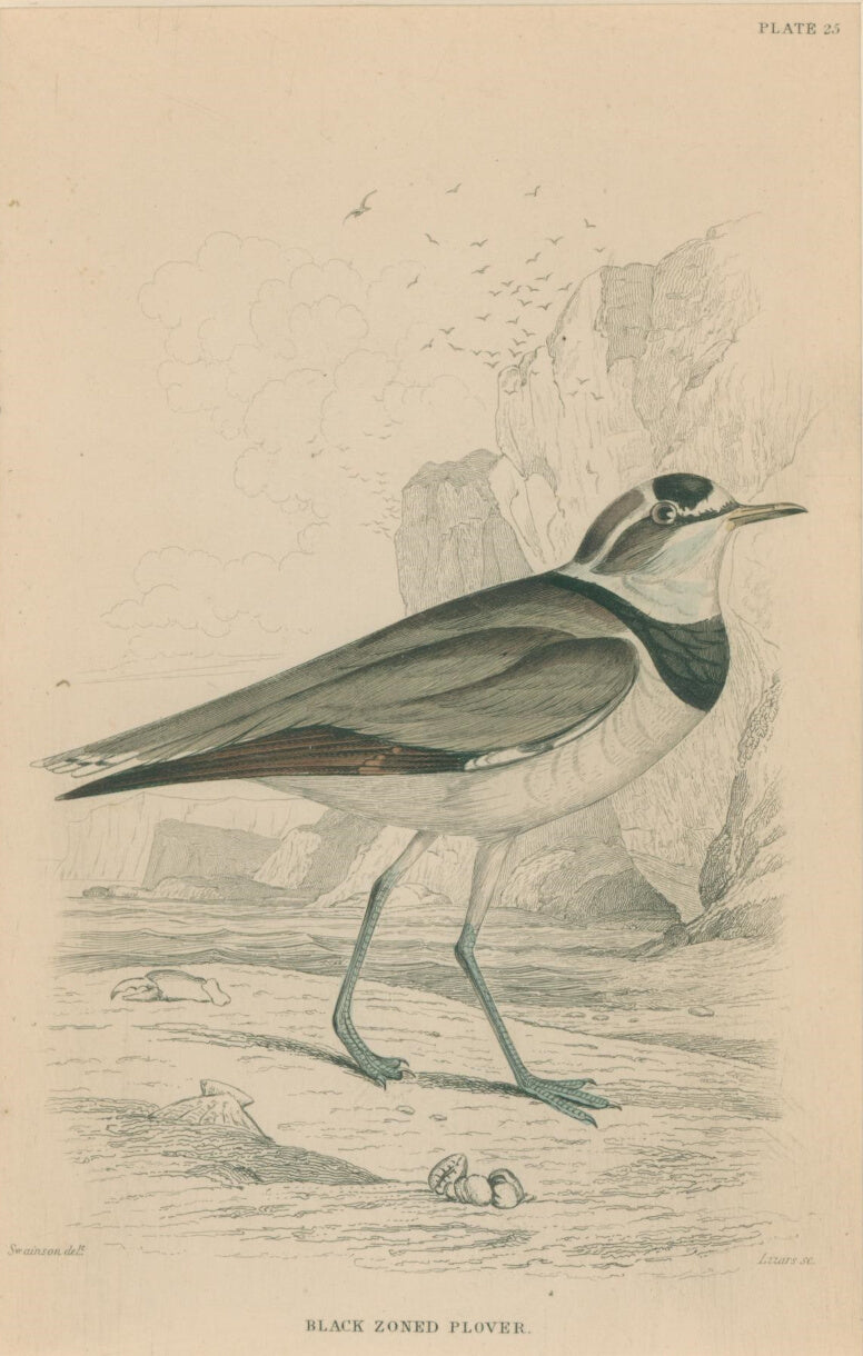 Jardine, William. Pl. 25. 