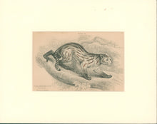 Load image into Gallery viewer, Jardine, William. Pl. 26. [The Colocolo]
