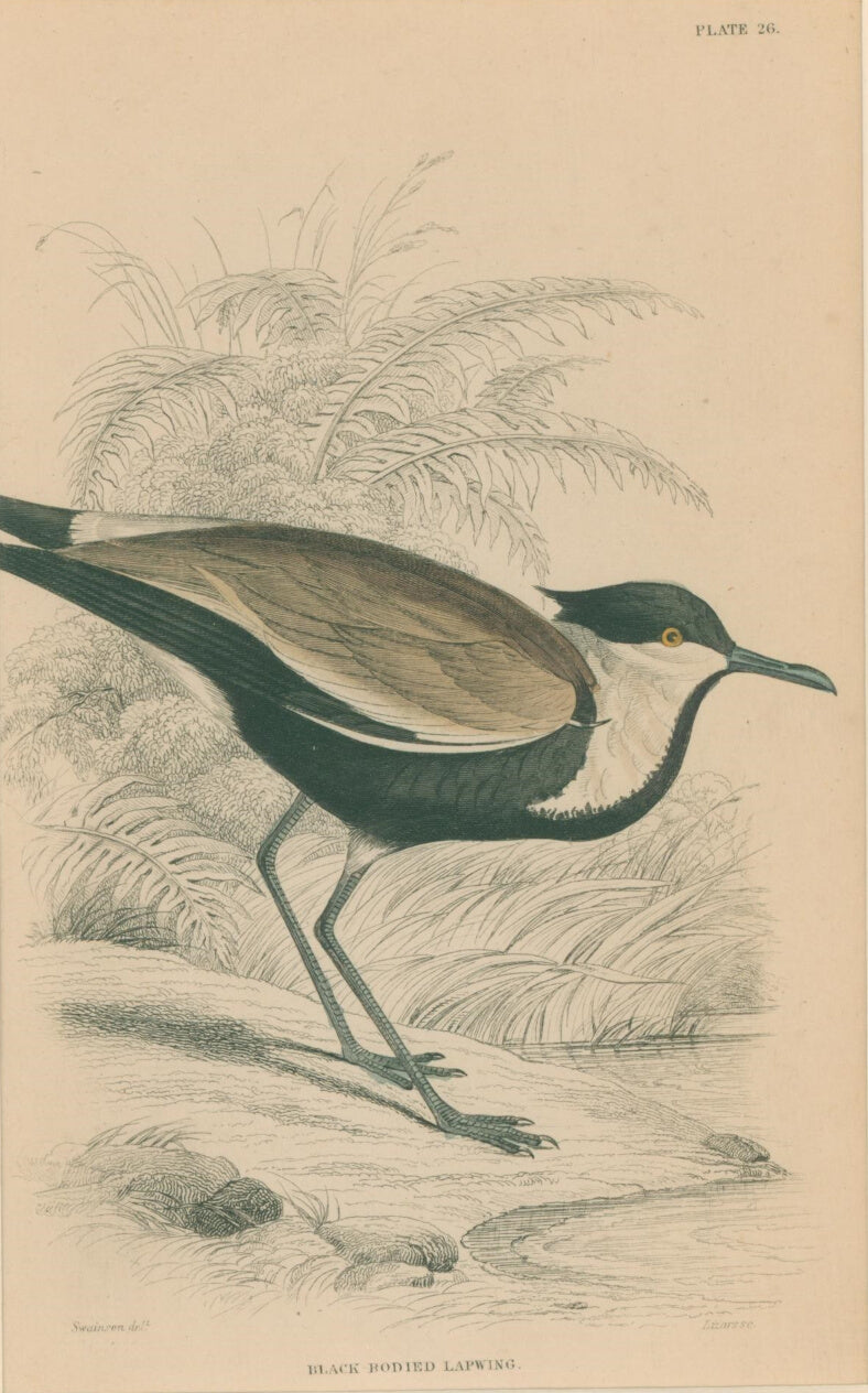 Jardine, William. Pl. 26. 