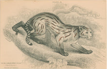 Load image into Gallery viewer, Jardine, William. Pl. 26. [The Colocolo]
