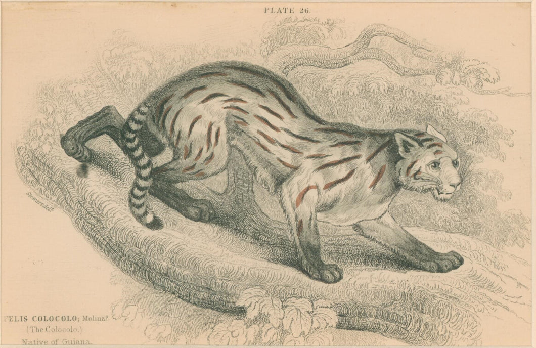 Jardine, William. Pl. 26. [The Colocolo]