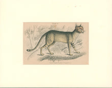 Load image into Gallery viewer, Jardine, William. Pl. 27. [The Egyptian Cat]
